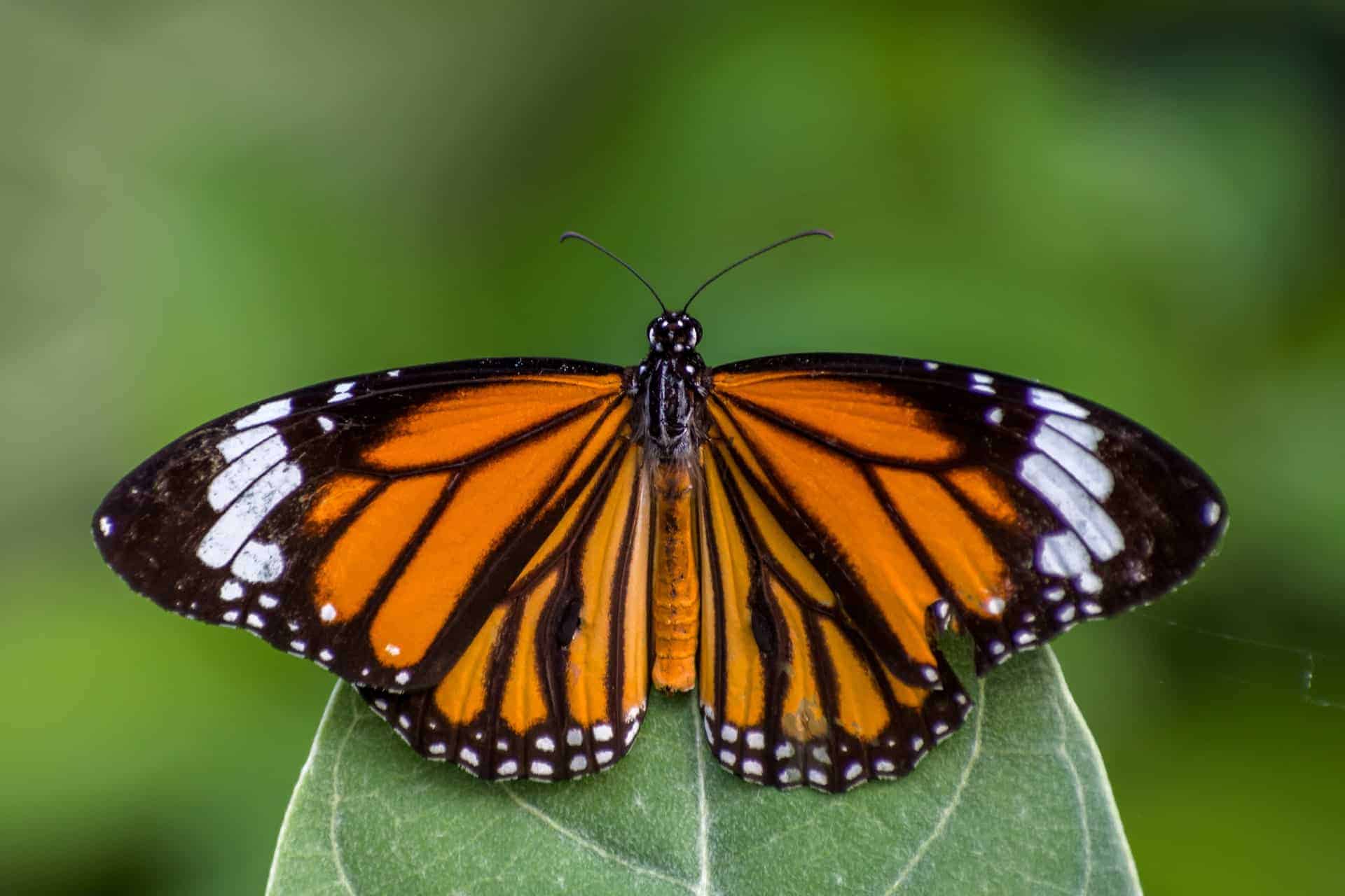 A guide to exotic plants for every season butterfly image