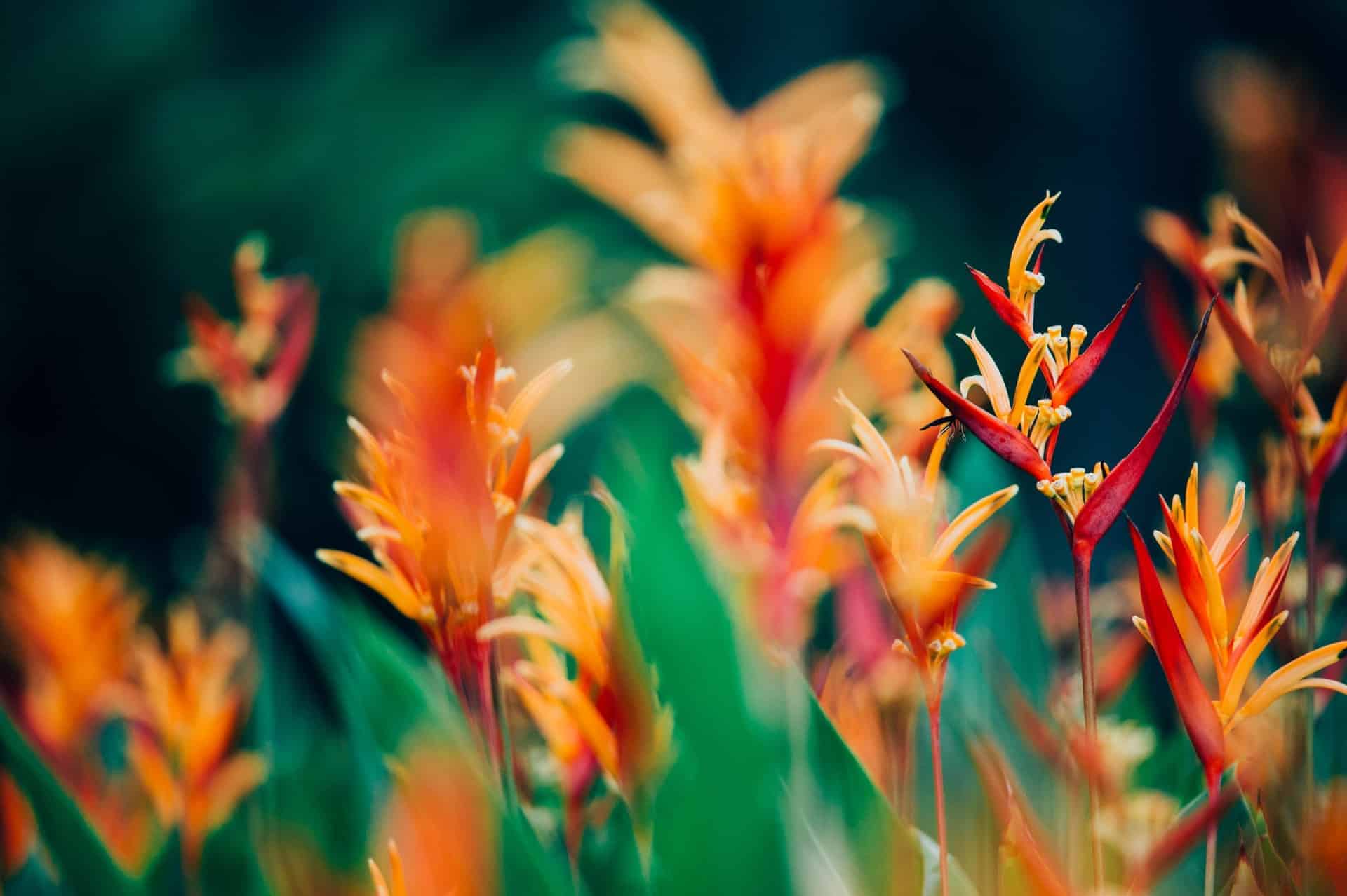 a guide to exotic plants for every season image