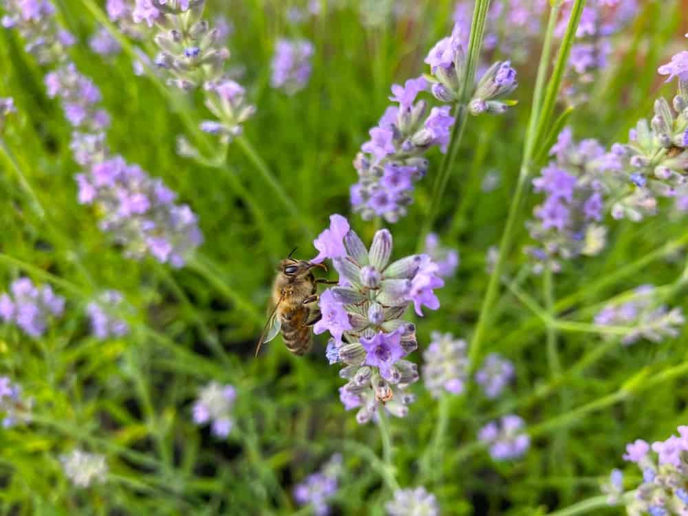 landscaping company picture of wasp and purple flowers