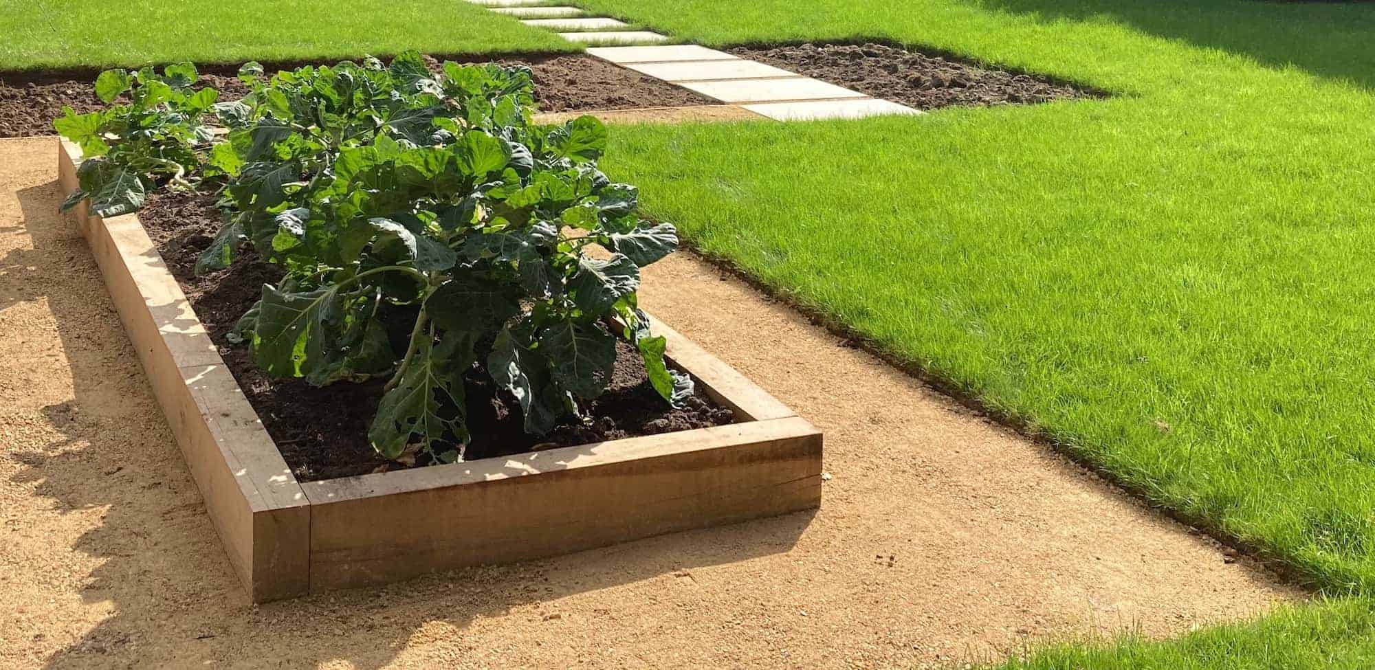 lawn surrounding vegetable bed by a turfing company