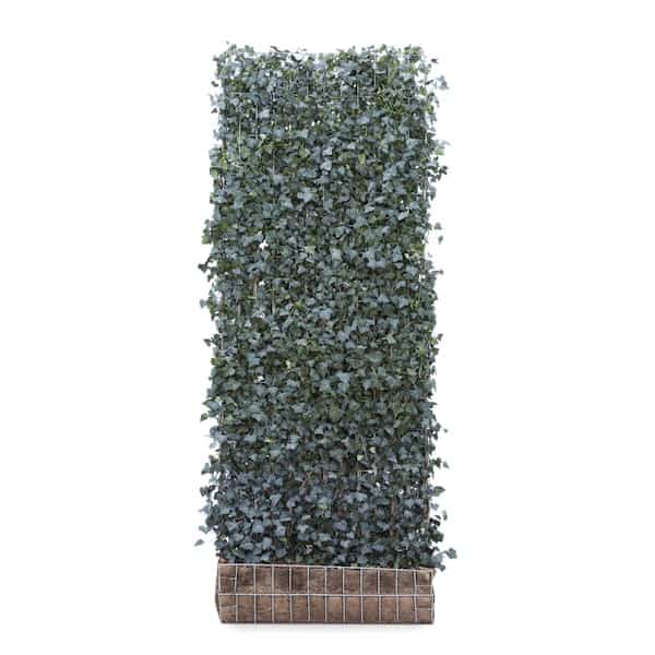 Hedera Helix Woerner Ivy Green Screen Product Image