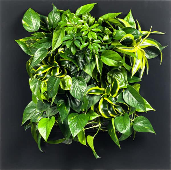 LivePicture Living Wall Art Product Image